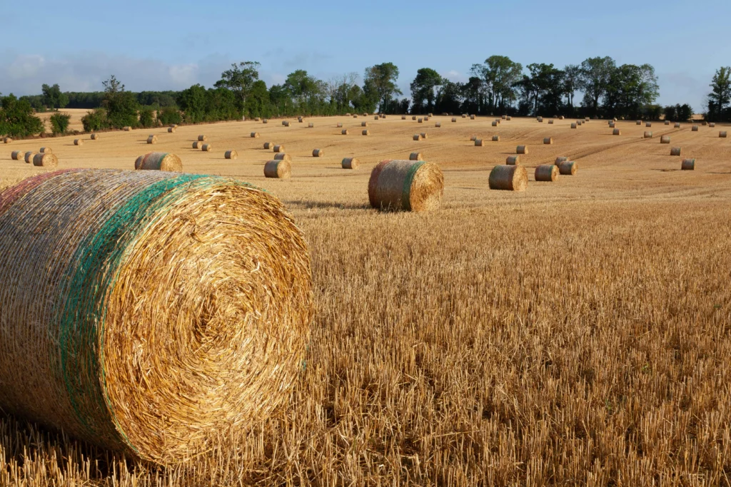Image d'un champ en fin d'été après la moisson des agriculteurs montrant la quantité de balles de foin et l'intérêt d'être équipé d'un matériel agricole performant tel qu'un plateau fourrager pour optimiser sa productivité en ramassant cette quantité de balles de foin.